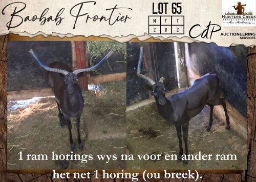 2 X Black Impala M:2 Hunters Creek Safari Outfitters (Per Piece to take the lot/Per stuk om lot te neem)