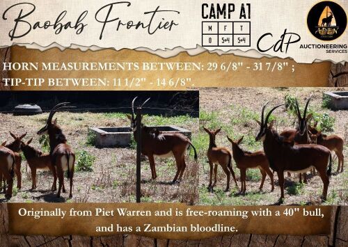 CAMP A1 - 5+4 X Sable V/F:5+4 Aden Game Farm (Per Piece to take the lot/Per stuk om lot te neem)
