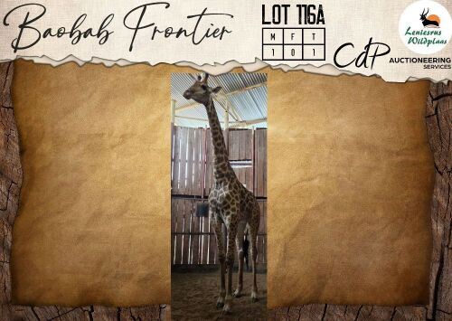 1 X Giraffe M:1 Leniesrus Wildsplaas