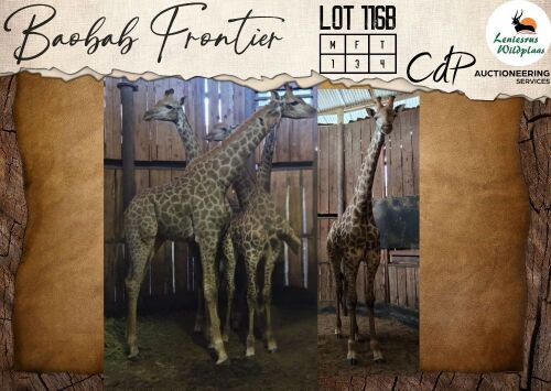 4 X Giraffe M:1 V/F:3 Leniesrus Wildsplaas (Per Piece to take the lot/Per stuk om lot te neem)