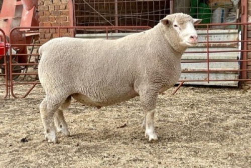 1X RAM BS190488 HAGELAND ILE DE FRANCE PTY LTD