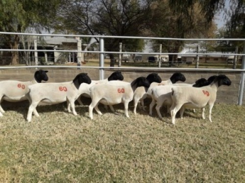 9X Kommersi&euml;le DORPER OOI/EWE (PER PIECE TO TAKE THE LOT)