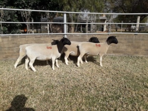 5X Kommersi&euml;le DORPER OOI/EWE (PER PIECE TO TAKE THE LOT)