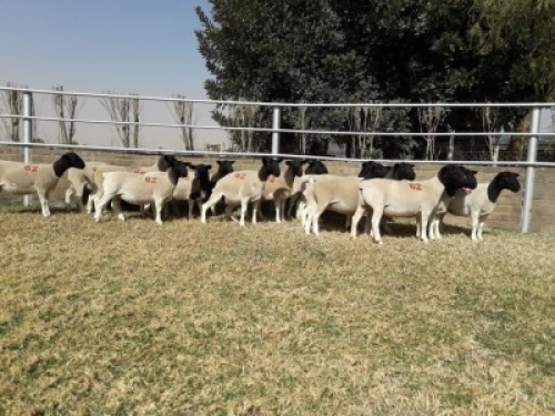 17X Kommersi&euml;le DORPER OOI/EWE (PER PIECE TO TAKE THE LOT)