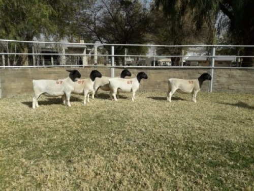 5X Kommersi&euml;le DORPER OOI/EWE (PER PIECE TO TAKE THE LOT)