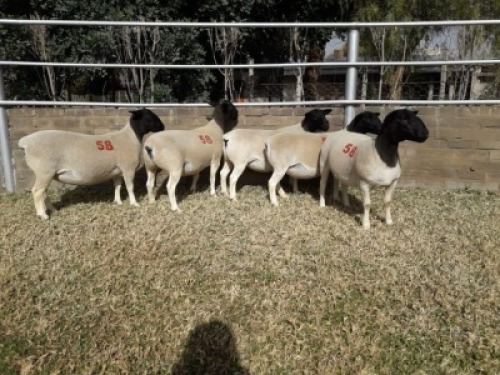 5X Kommersi&euml;le DORPER OOI/EWE (PER PIECE TO TAKE THE LOT)