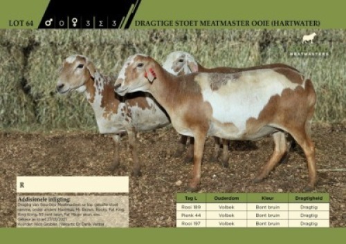 3 x Dragtige Stoet Meatmaster Ooie (Hartwater)