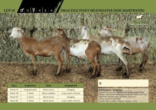 4 x Dragtige Stoet Meatmaster Ooie (Hartwater)