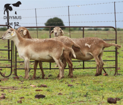 LOT 52 3X MEATMASTER OOI/EWE CHRISTOF GROBLER : 0837812076