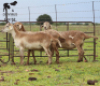 LOT 52 3X MEATMASTER OOI/EWE CHRISTOF GROBLER : 0837812076