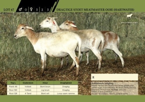 3 x Dragtige Stoet Meatmaster Ooie (Hartwater)