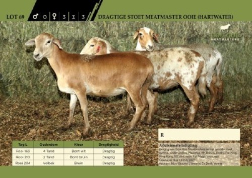 3 x Dragtige Stoet Meatmaster Ooie (Hartwater)