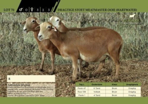 3 x Dragtige Stoet Meatmaster Ooie (Hartwater)