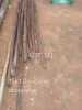 1 X 1.2M GUM POLE DROPPERS Fanie Grobler