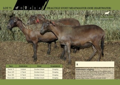 4 x Dragtige Stoet Meatmaster Ooie (Hartwater)