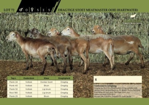 LOT 72 5X Stoet Meatmaster Ooie (Hartwater) 4 Dragtig, 1 met lam