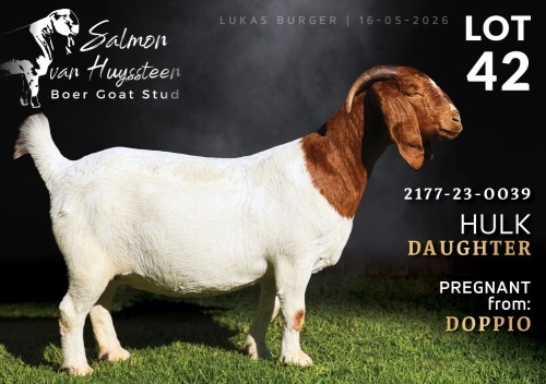 1 X BOER GOAT STUD DOE Salmon van Huyssteen Boer Goat Stud