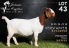 1 X BOER GOAT STUD DOE Salmon van Huyssteen Boer Goat Stud