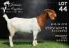 1 X BOER GOAT FLOCK ON COLOUR DOE Salmon van Huyssteen Boer Goat Stud