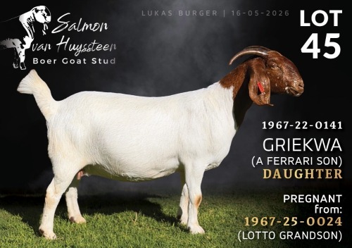 1 X BOER GOAT FLOCK DOE Salmon van Huyssteen Boer Goat Stud