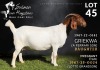 1 X BOER GOAT FLOCK DOE Salmon van Huyssteen Boer Goat Stud
