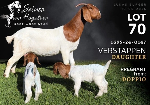 WITHDRAWN - 1+2 X BOER GOAT DOE Salmon van Huyssteen Boer Goat Stud