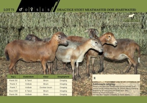 LOT 73 5X&nbsp; Stoet Meatmaster Ooie (Hartwater)&nbsp; 3 Dragtig, 2 met lammers