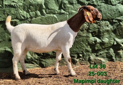 1 X BOER GOAT STUD DOE Tekoa Boerbokstoet
