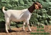 1 X BOER GOAT STUD DOE Tekoa Boerbokstoet
