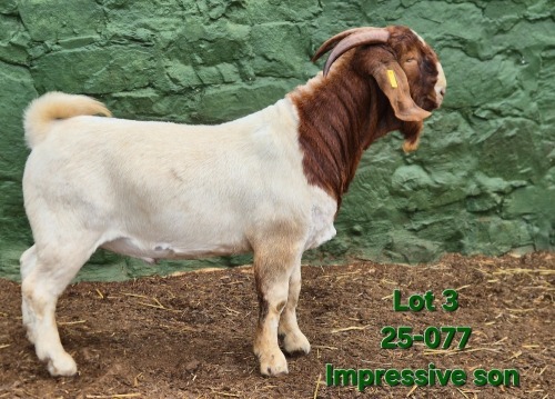 1 X BOER GOAT FLOCK BUCK Tekoa Boerbokstoet