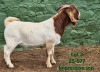 1 X BOER GOAT FLOCK BUCK Tekoa Boerbokstoet