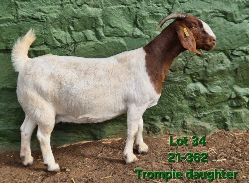 1 X BOER GOAT STUD PREGNANT DOE Tekoa Boerbokstoet