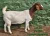 1 X BOER GOAT STUD PREGNANT DOE Tekoa Boerbokstoet