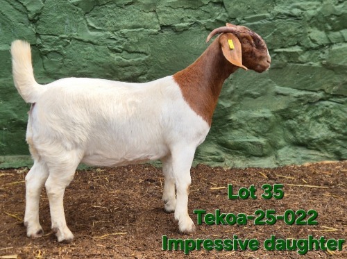 1 X BOER GOAT STUD DOE Tekoa Boerbokstoet