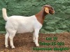 1 X BOER GOAT STUD DOE Tekoa Boerbokstoet