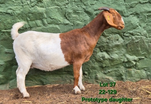 1 X BOER GOAT FLOCK ON COLOUR AND TEAT PREGNANT DOE Tekoa Boerbokstoet