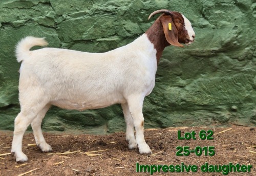 1 X BOER GOAT FLOCK DOE Tekoa Boerbokstoet