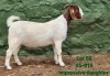 1 X BOER GOAT FLOCK DOE Tekoa Boerbokstoet