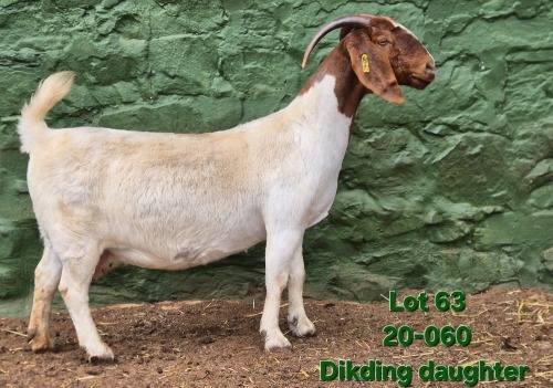 1 X BOER GOAT STUD PREGNANT DOE Tekoa Boerbokstoet