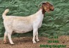 1 X BOER GOAT STUD PREGNANT DOE Tekoa Boerbokstoet