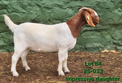 1 X BOER GOAT STUD PREGNANT DOE Tekoa Boerbokstoet