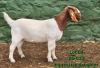 1 X BOER GOAT STUD PREGNANT DOE Tekoa Boerbokstoet
