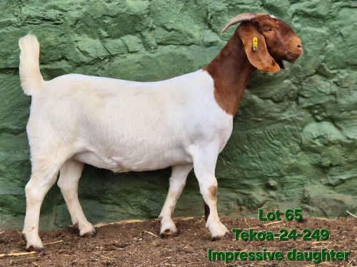 1 X BOER GOAT FLOCK ON COLOUR AND TEAT DOE Tekoa Boerbokstoet