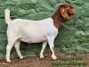 1 X BOER GOAT FLOCK ON COLOUR AND TEAT DOE Tekoa Boerbokstoet