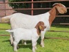 1 X BOER GOAT STUD DOE Lukas Burger Boerbok Stoet - 2