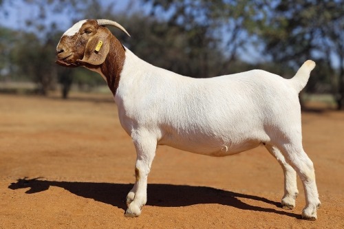 1 X BOER GOAT STUD DOE Voorbok