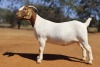 1 X BOER GOAT STUD DOE Voorbok
