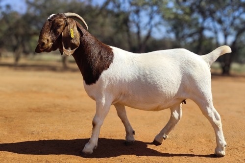 1 X BOER GOAT FLOCK ON TEAT DOE Voorbok
