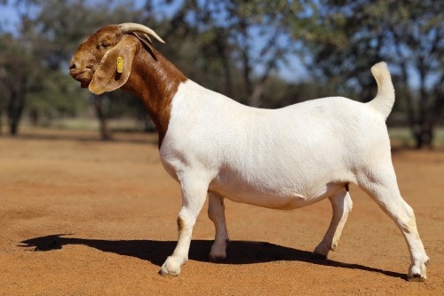 1 X BOER GOAT FLOCK DOE Voorbok
