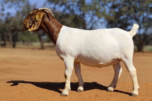 1 X BOER GOAT FLOCK DOE Voorbok